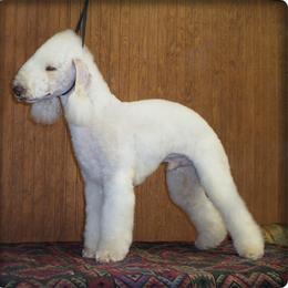 Bedlington Terrier puppies from Meridian Bedlington Terriers