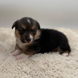 Pepper - Black and tan female Pembroke Welsh Corgi puppy in Zwingle, Iowa from Morehead Family Dogs