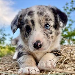 Fiona - Blue merle and white female American Corgi puppy in Mount Nebo, West Virginia from Summersville Corgis of Groves Farm