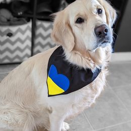 Goldendoodle and Golden Retriever Puppies from Goldens and Doodles of MN