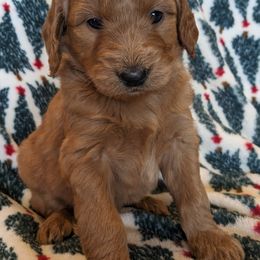 Goldendoodle and Poodle Puppies from RamblerGoldens