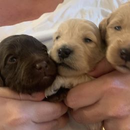 Goldendoodle Puppies from Blue Valley Goldendoodles