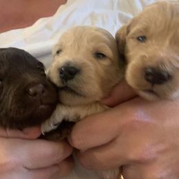 Goldendoodle Puppies from Blue Valley Goldendoodles