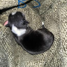 Pembroke Welsh Corgi Puppies from Wesley Morris