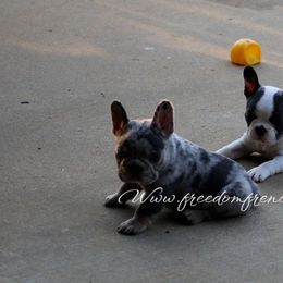 Boston Terrier and French Bulldog Puppies from Freedom Bostons