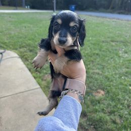 Albie - Black and cream female Dachshund puppy in Rusk, Texas from S&C Doxies