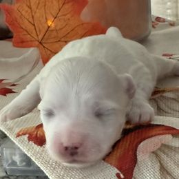 Hayden - White male Maltese puppy in Colonial Beach, Virginia from BeachRidge Pups