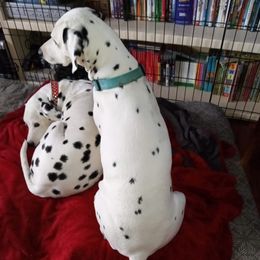 Dalmatians from Eola Farms Dalmatians