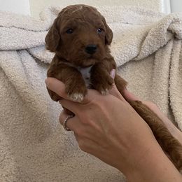 Goldendoodle Puppies from Goosehill Doodles