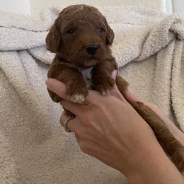 Goldendoodle Puppies from Goosehill Doodles