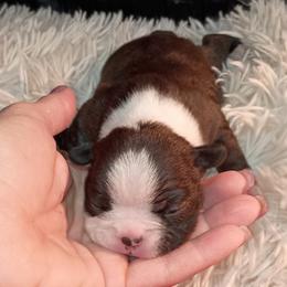 Boston Terrier and French Bulldog Puppies from Reds Studio
