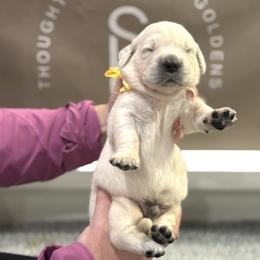 Boy 4 - male Golden Retriever puppy in Fresno, California from Sanctuary Ranch Goldens