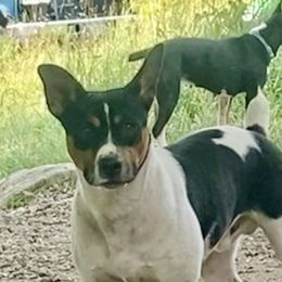 Bowser - Rat Terrier