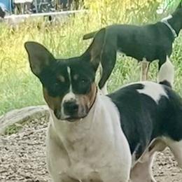 Bowser - Rat Terrier