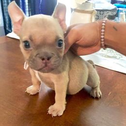 Bulldogs and French Bulldogs from Atlanta Bulldogs