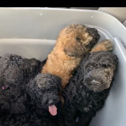 Poodle Puppies from Champion Standard Poodle pups