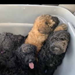 Poodle Puppies from Champion Standard Poodle pups