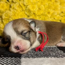 Red Male - Red male Pembroke Welsh Corgi puppy in Mcarthur, Ohio from Bentley Corgis LLC