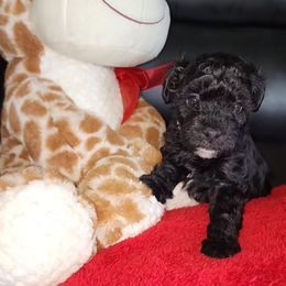 Maltipoo puppies from J Designer Puppies