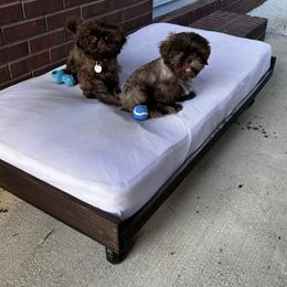 Shih Tzu All Grown Up from I Shih Tzu not Puppies of the Gulf Coast