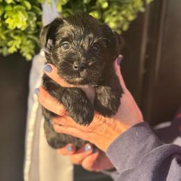 Hot Pink Girl - Black female Miniature Schnauzer puppy in Oneonta, Alabama from Murphree Valley Kennels