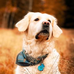 Ukiah - Golden Retriever