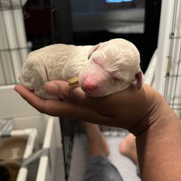 Poodle Puppies from Tyler Family Poodles
