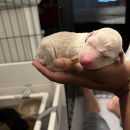 Poodle Puppies from Tyler Family Poodles