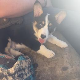 Pembroke Welsh Corgi Puppies from Ruidoso's Crowned Companions