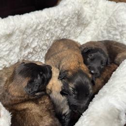 Delphina - Fawn and black female Belgian Tervuren puppy in Hastings, Minnesota from Century Hills Farm