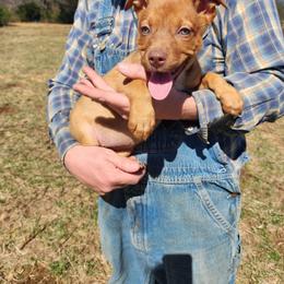 Girl 3 - Red female Australian Kelpie puppy in Bradford, Arkansas from Cedar Rock Heelers and Kelpies