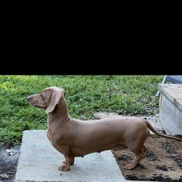 Daisy - Dachshund