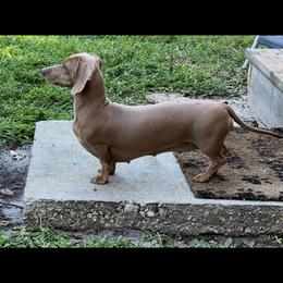 Daisy - Dachshund