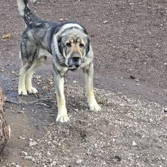 Goncho - Armenian Gampr