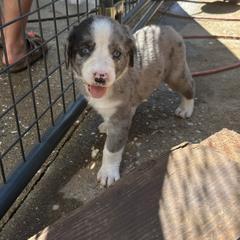 Bordoodle Puppies from Lunatic Kennel
