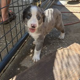 Bordoodle Puppies from Lunatic Kennel