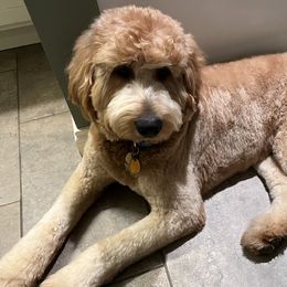 Goldendoodles and Poodles from Angel’s Standard Doodles and Poodles