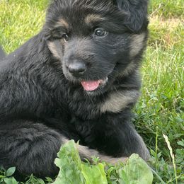 Boy 2 - Black and red German Shepherd puppy in New Castle, Pennsylvania from Cricket Acres German Shepherds