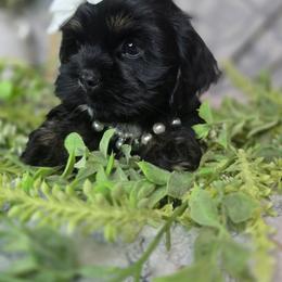 Stormy - Black and white female Shih Tzu puppy in Hartville, Missouri from Petty Paws