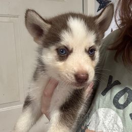Girl 3 - Sable and white female Siberian Husky puppy in Laneville, Texas from ETX Huskies