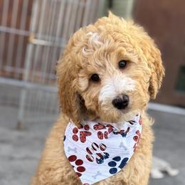 Double Doodle and Goldendoodle Puppies from Red White and Doodle