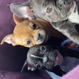 Boy 1 - French Bulldog puppy in Calhoun, Georgia from Shays Designer Dogs