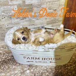 Happy - Cream male Dachshund puppy in Atwood, Oklahoma from Holder’s Doxie Farm