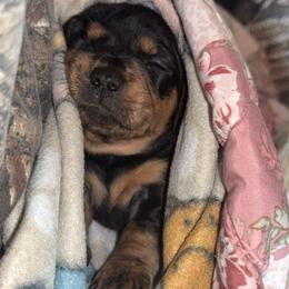 Boy 1 - Black and tan male Dachshund puppy in Bardstown, Kentucky from A & J Doxies