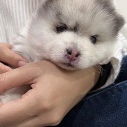 Pomsky Puppies from A1 Pomskies