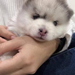 Pomsky Puppies from A1 Pomskies
