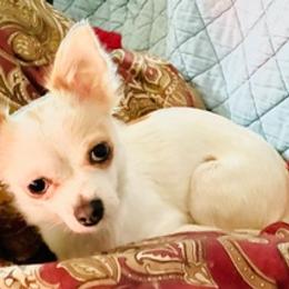 Chihuahuas from Elysium Fields Chihuahuas