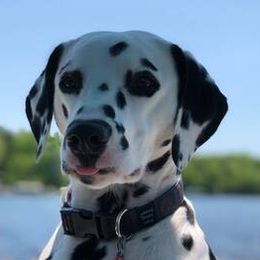 Dalmatians from Batik Dalmatians