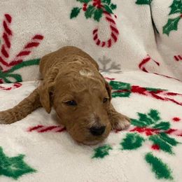 Teddy - Apricot with white - Boy - Apricot male Goldendoodle puppy in Wickenburg, Arizona from Gentle Paw Goldendoodles