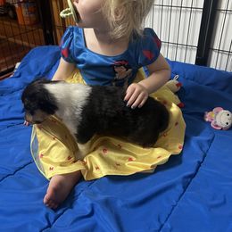 Collie and Yorkshire Terrier Puppies from Jolly Collies & Kingdom Elite Yorkshire Terriers